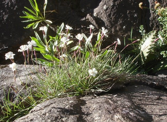 Dianthus basuticus subsp. basuticus flowering white